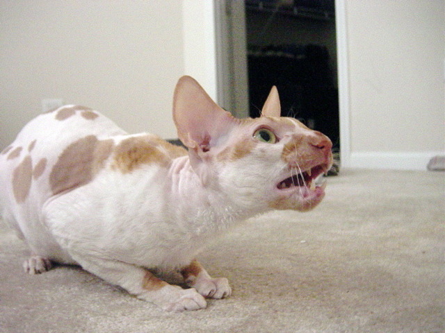 Cornish Rex