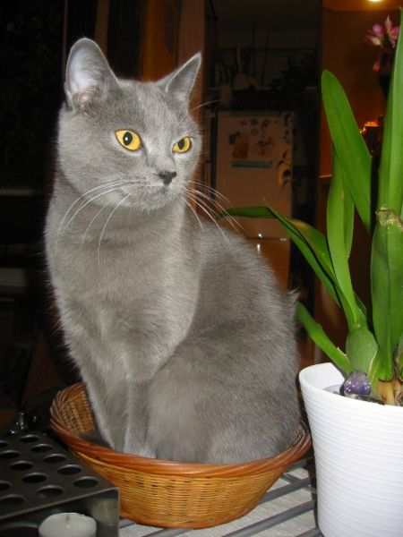 Chartreux