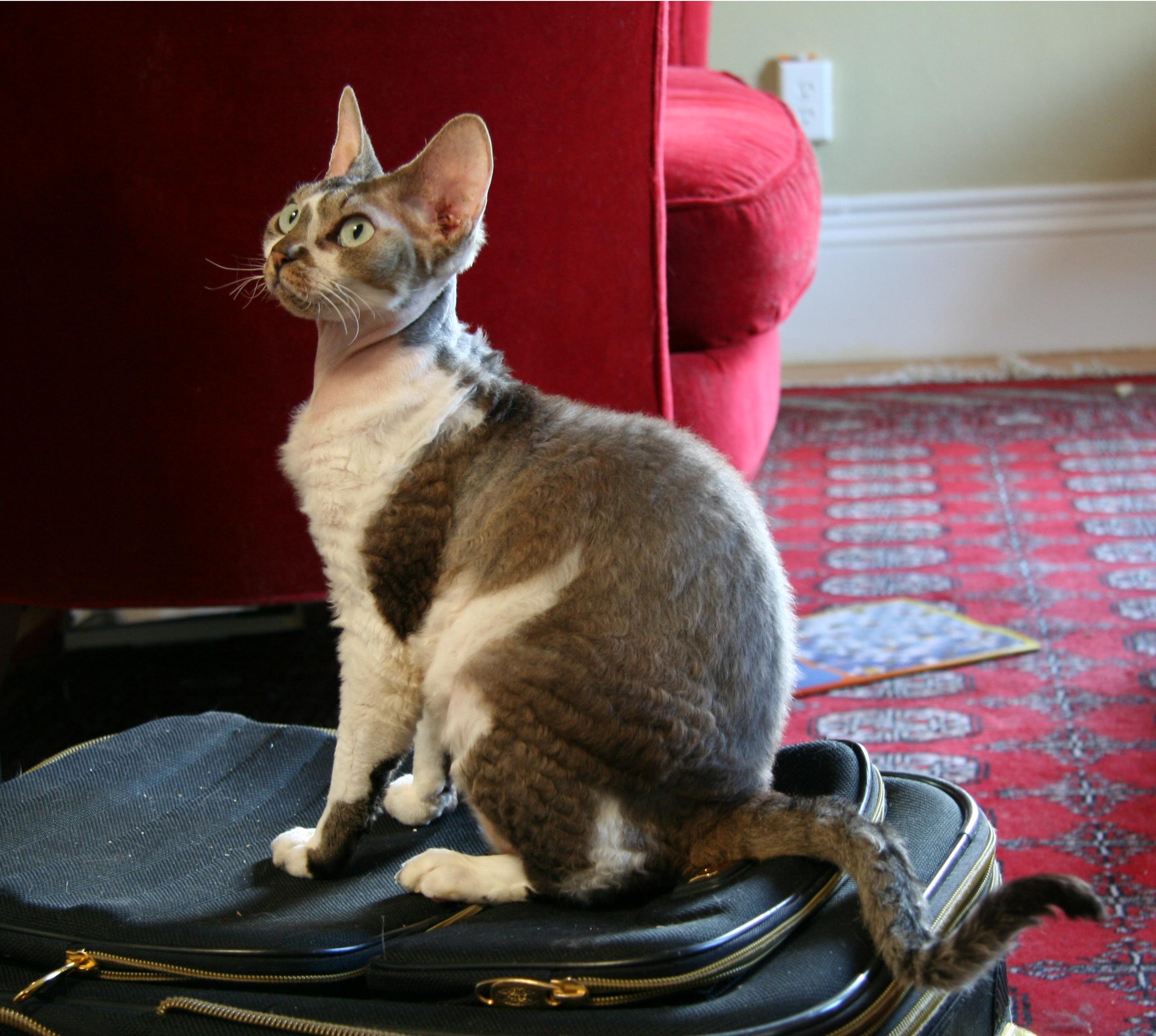 Devon Rex